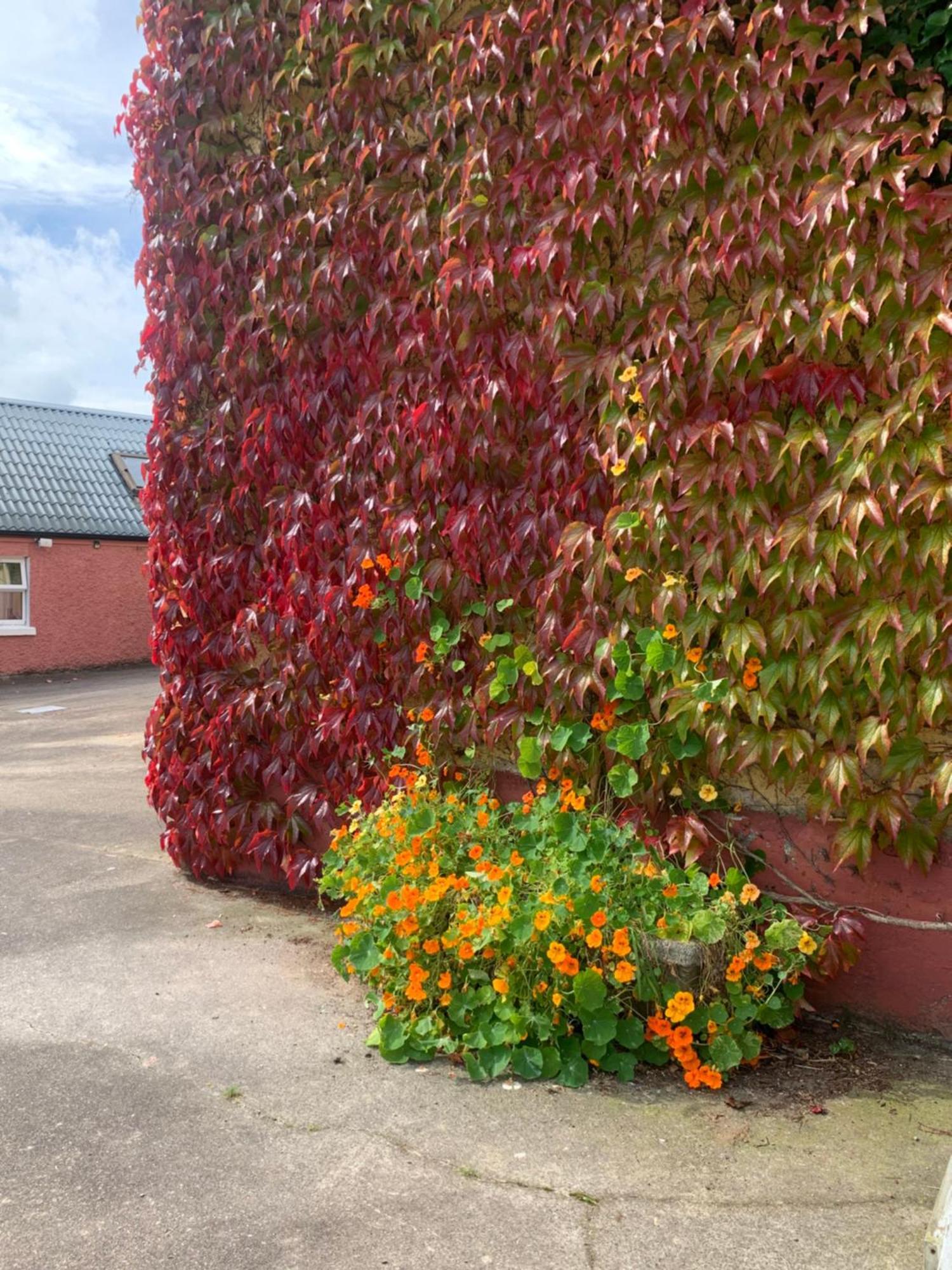 Wisteria Cottage Ballyconnell  Bagian luar foto